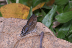 Theclinesthes onycha
