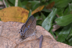 Theclinesthes onycha