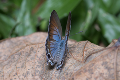 Theclinesthes onycha