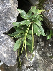 Lysionotus pauciflorus