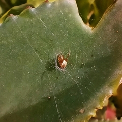 Neoscona theisi