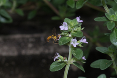 Sphaerophoria macrogaster