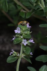 Sphaerophoria macrogaster