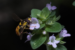 Sphaerophoria macrogaster