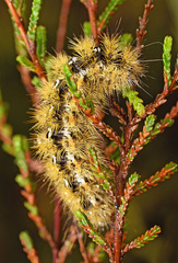 Diacrisia purpurata