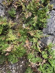 Selaginella tamariscina