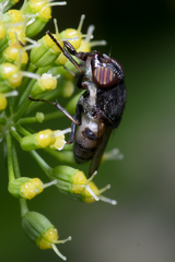 Stomorhina
