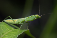 Orthodera ministralis