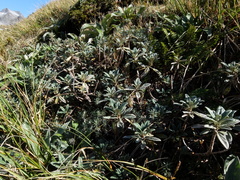 Brachyglottis revoluta