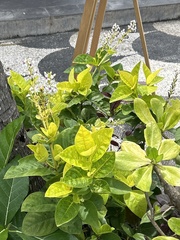 Pseuderanthemum carruthersii