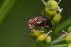 Steganopsis melanogaster