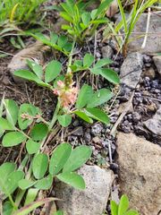 Indigofera spicata
