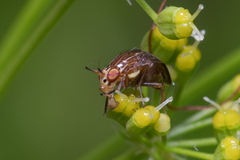 Steganopsis melanogaster