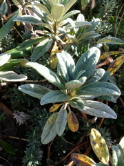 Brachyglottis revoluta