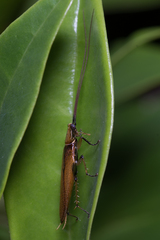 Pseudophyllodromiinae