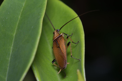 Pseudophyllodromiinae
