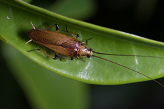 Pseudophyllodromiinae