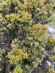 Ericaceae