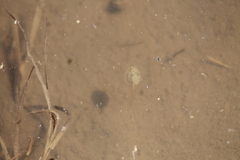 Triops cancriformis