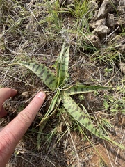 Ledebouria luteola