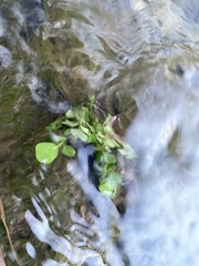 Cardamine pensylvanica