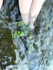 Cardamine pensylvanica