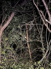 Terpsiphone paradisi