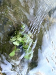 Cardamine pensylvanica