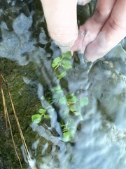 Cardamine pensylvanica