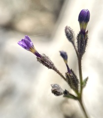 Gilia modocensis