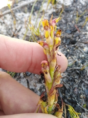 Disa reticulata