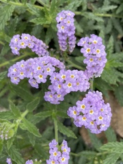 Heliotropium amplexicaule