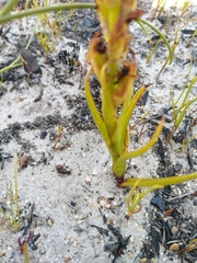Disa reticulata