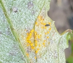 Coleosporium