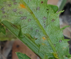 Coleosporium