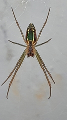Leucauge festiva