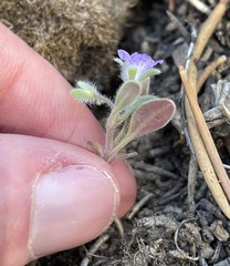 Phacelia curvipes