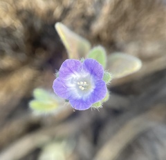 Phacelia curvipes