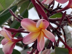Plumeria rubra