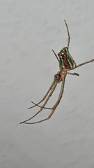 Leucauge festiva