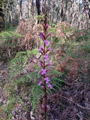 Stylidium armeria