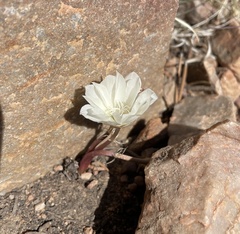 Lewisia rediviva