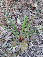 Stylidium armeria