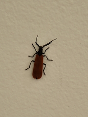 Pseudolycus rufipennis
