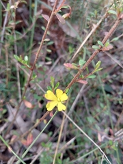 Hibbertia empetrifolia