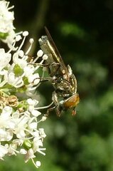 Riponnensia splendens