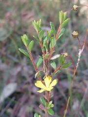 Hibbertia empetrifolia