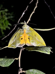 Eudocima hypermnestra