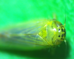 Macrosteles quadrilineatus