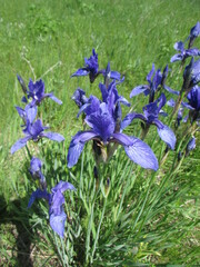 Iris sibirica